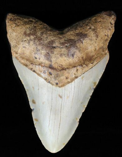 Megalodon Tooth - North Carolina #59065